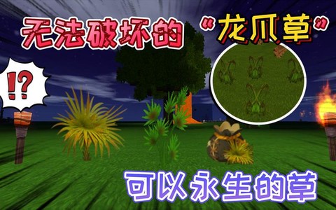 迷你世界龙爪草怎么采[图1]
