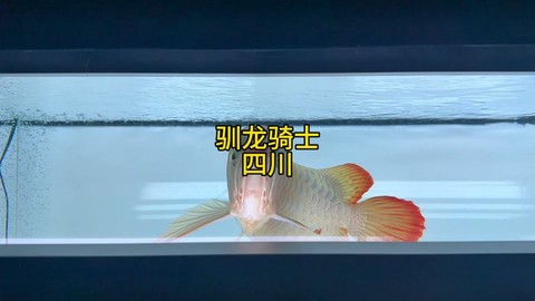 迷你世界怎么驯龙视频