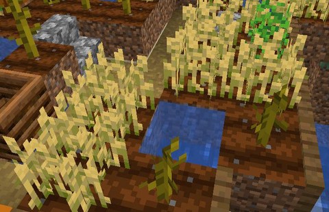 我的世界小麦有什么用[图2]