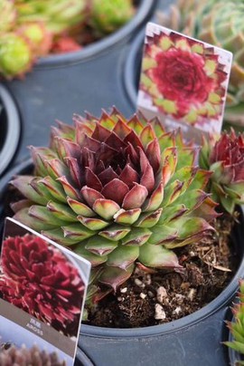 天龙八部长生草有什么用