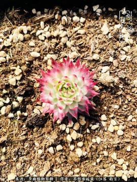 天龙八部长生草有什么用[图1]