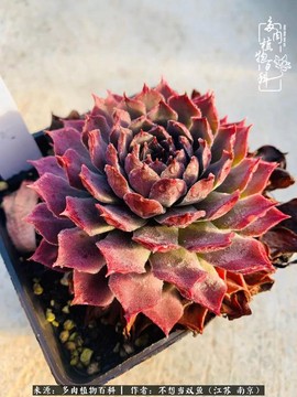 天龙八部长生草有什么用[图2]